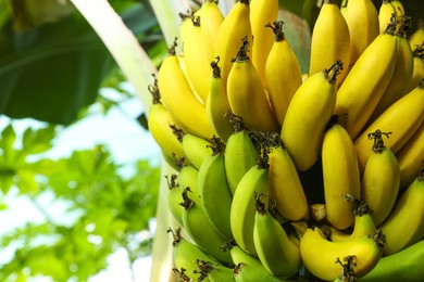 Photo of Delicious bananas growing on tree outdoors, closeup view. Space for text