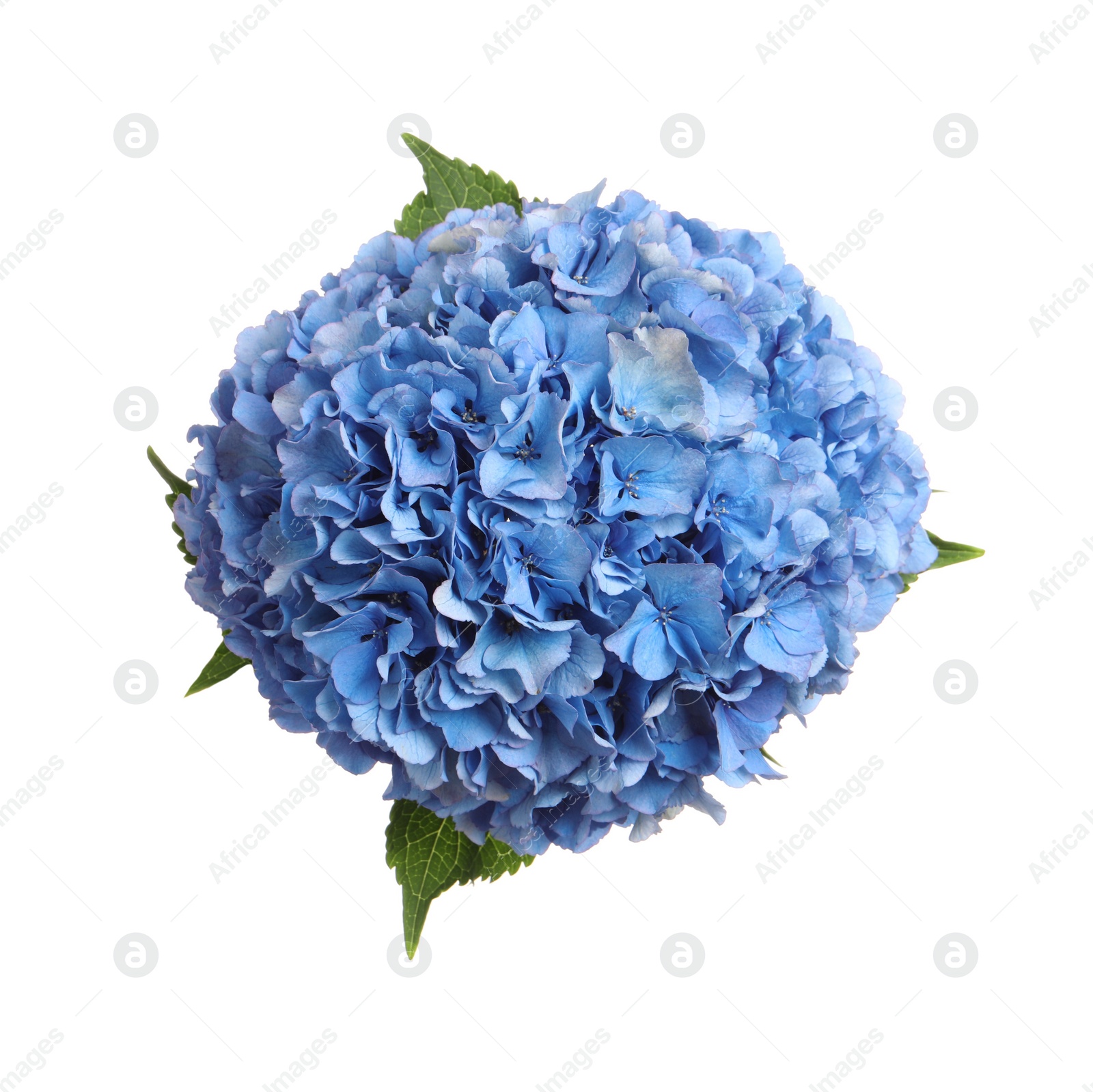 Photo of Hortensia plant with delicate flowers on white background, top view