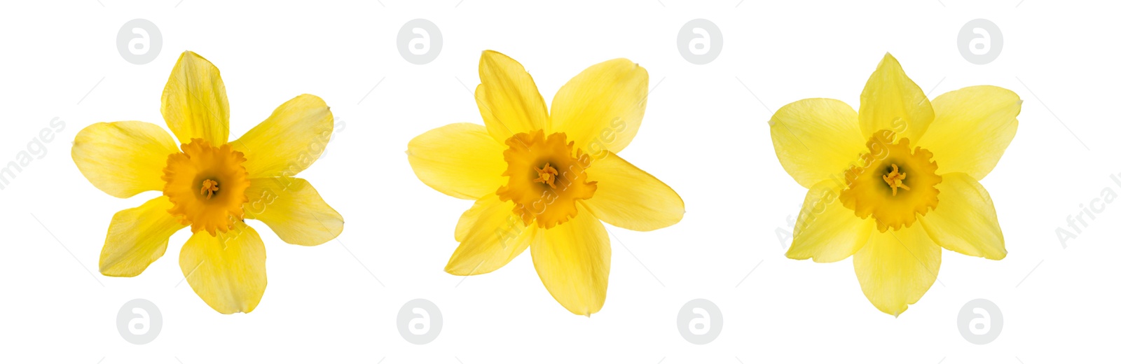 Image of Set with beautiful yellow daffodils on white background. Banner design