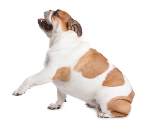 Photo of Adorable English bulldog giving paw on white background