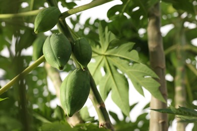 Photo of Unripe papaya fruits growing on tree in greenhouse, space for text