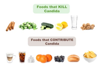 Image of List of foods that kill and contribute Candida on white background