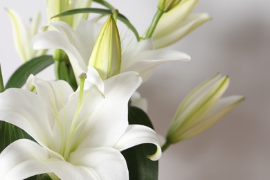 Photo of Beautiful lily flowers on white background, closeup