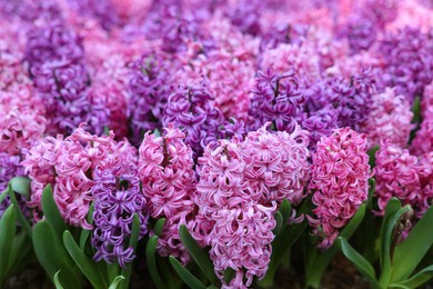 Photo of Many beautiful hyacinth flowers growing outdoors, closeup. Spring season