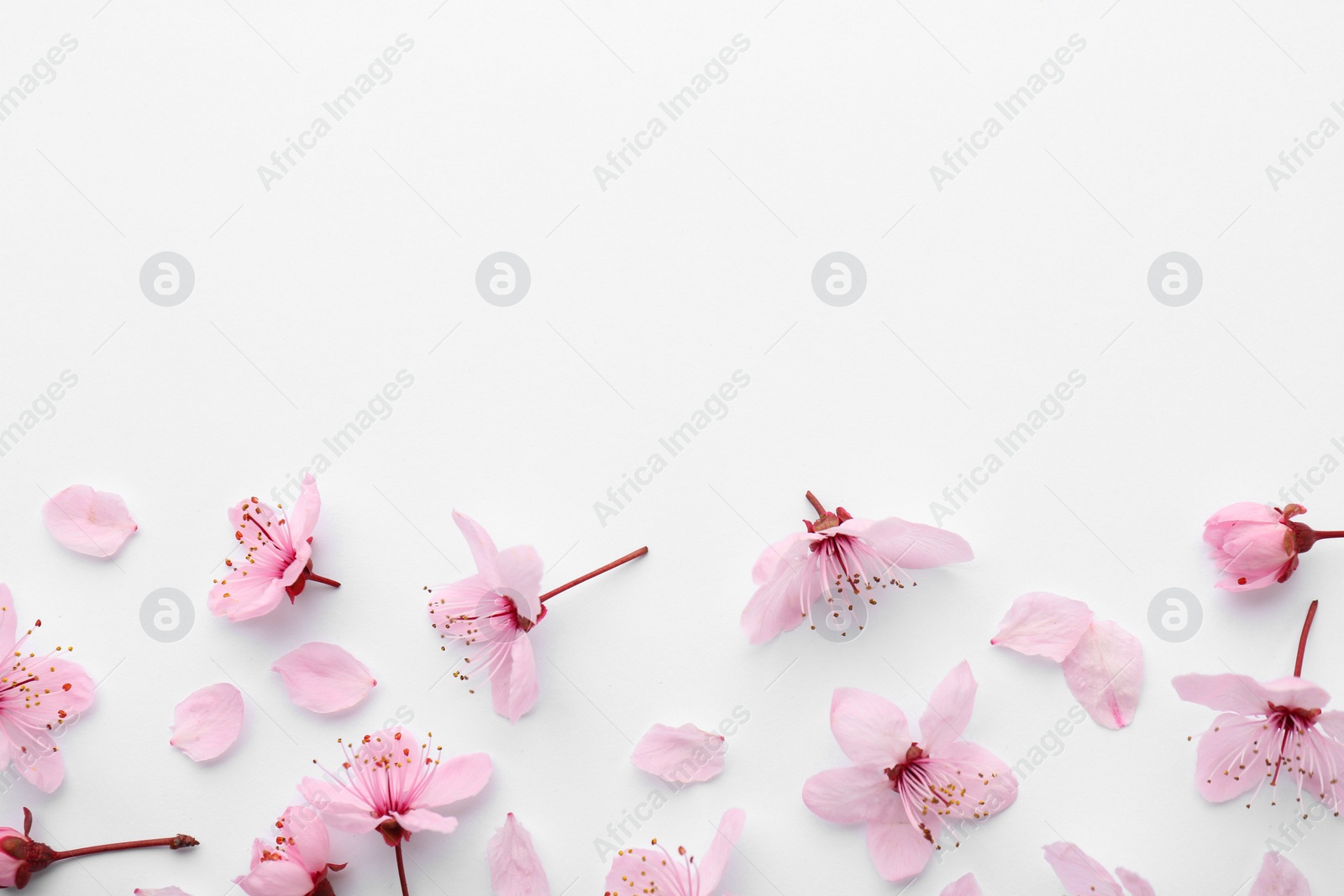 Photo of Beautiful spring tree blossoms and petals on white background, flat lay. Space for text