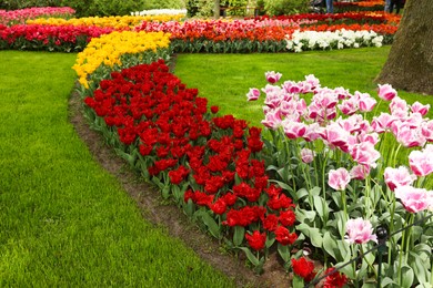 Photo of Many beautiful tulip flowers in park. Spring season