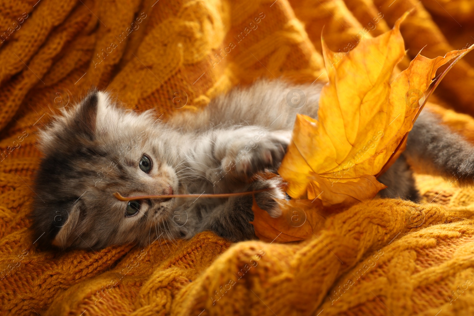 Photo of Cute kitten playing with autumn leaf on orange knitted blanket