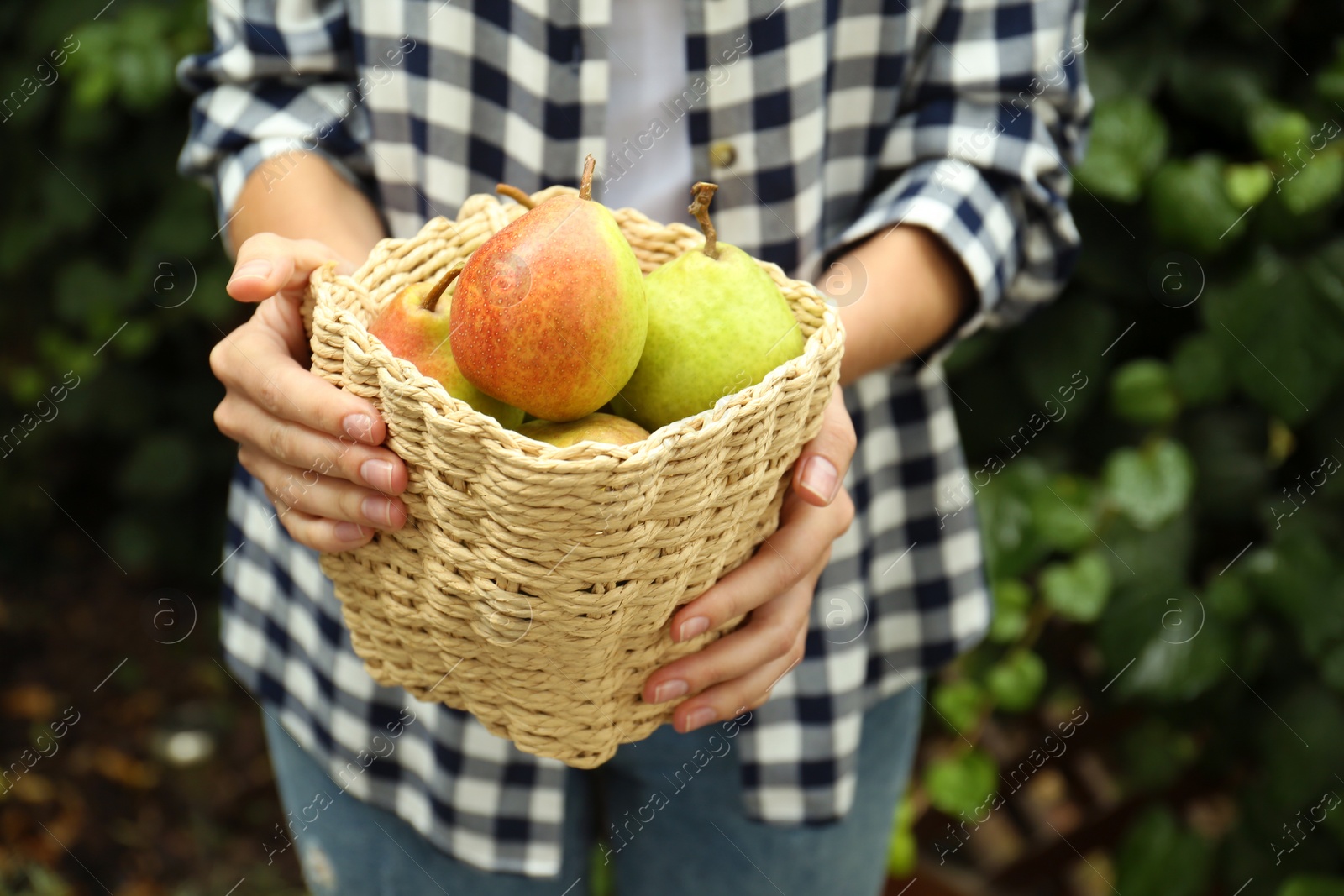 Photo of Woman holding basket of fresh ripe pears outdoors, closeup