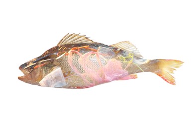 Image of Plastic garbage and perch, double exposure. Environmental pollution