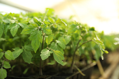 Photo of Many green tomato plants in seedling tray, closeup