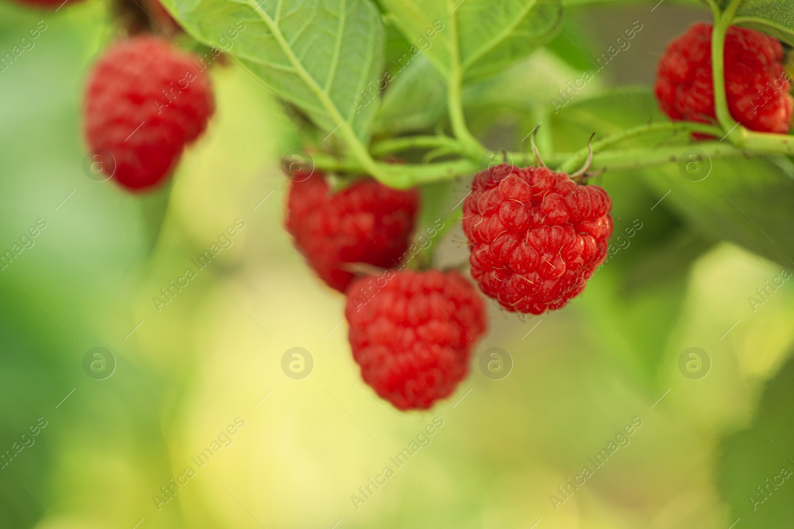 Photo of Raspberry bush with tasty ripe berries in garden, closeup