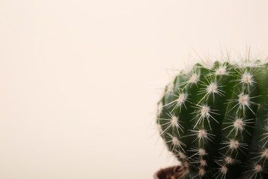 Photo of Beautiful green cactus on white background, closeup with space for text. Tropical plant