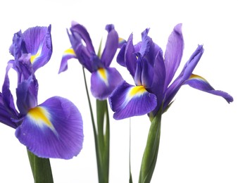 Photo of Beautiful violet iris flowers isolated on white