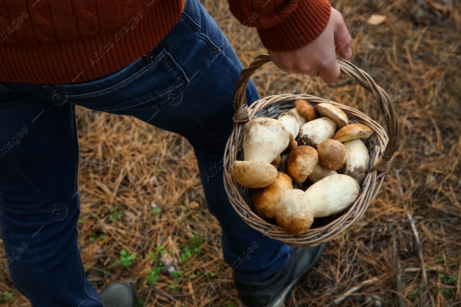 Photo of Man holding basket with porcini mushrooms in forest, closeup