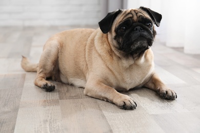 Photo of Happy cute pug dog on floor indoors