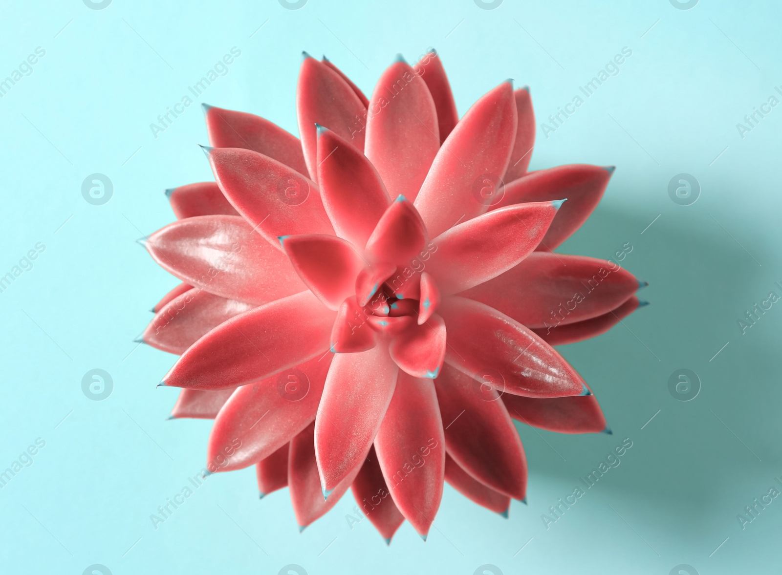 Image of Beautiful succulent plant on cyan background, top view 