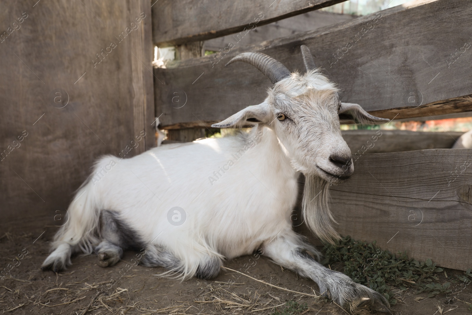 Photo of Cute domestic goat on farm. Animal husbandry