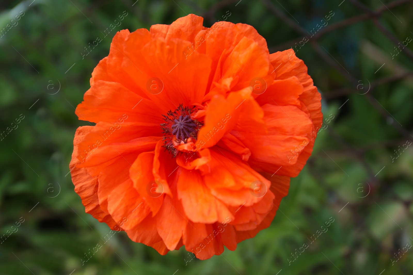 Photo of Beautiful red poppy flower on blurred background, top view