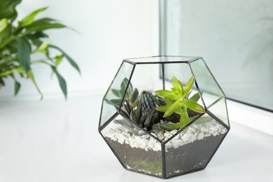 Glass florarium with different succulents on windowsill