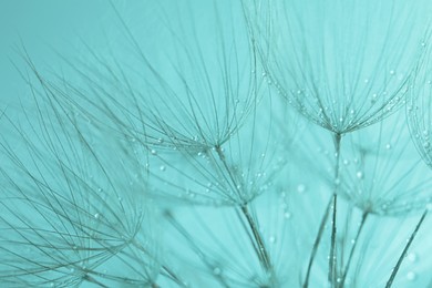 Beautiful fluffy dandelion flower with water drops on turquoise background, closeup