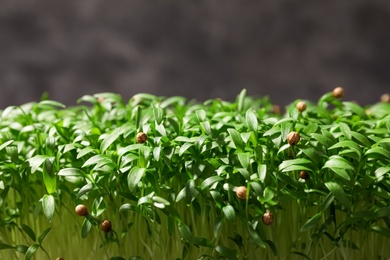 Photo of Fresh organic microgreen on grey background, closeup