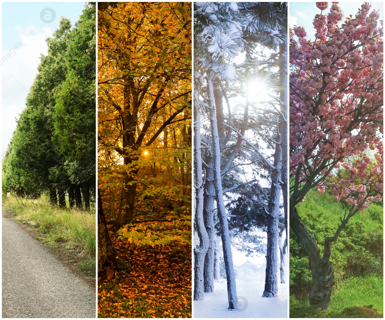 Image of Four seasons. Collage design with beautiful photos of nature