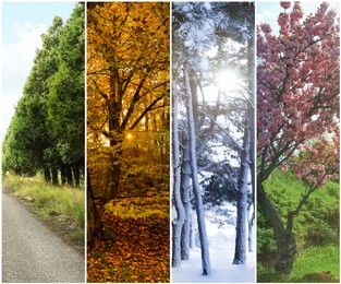 Four seasons. Collage design with beautiful photos of nature