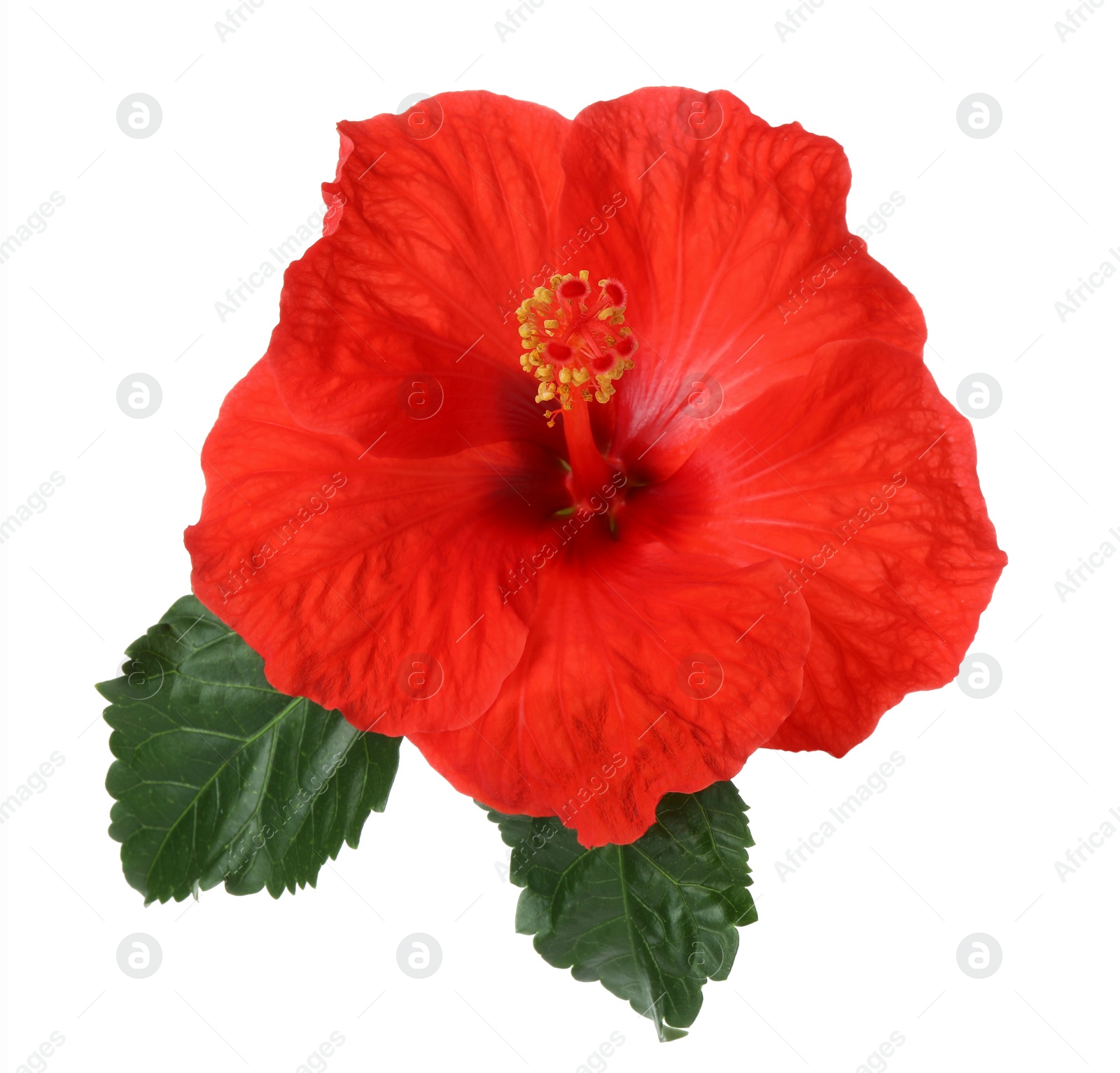 Photo of Beautiful red hibiscus flower with green leaves isolated on white