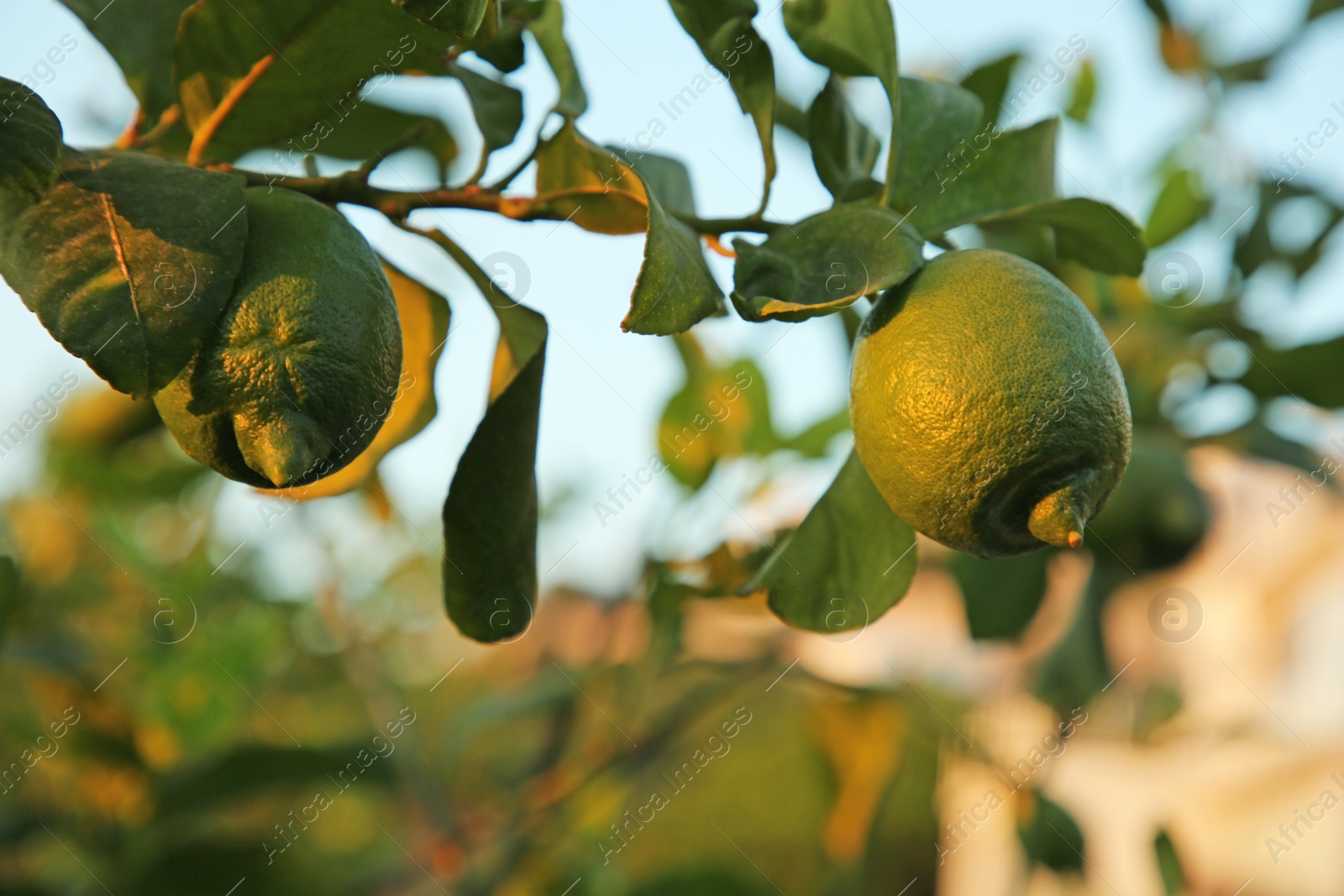 Photo of Citrus tree with unripe fruits outdoors, closeup