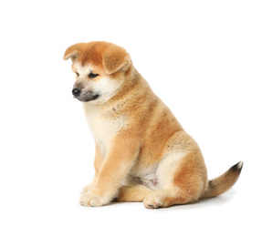 Cute Akita Inu puppy on white background. Baby animal