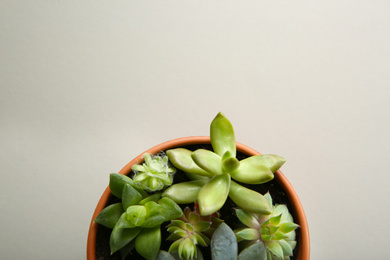 Photo of Beautiful potted echeveria on white background, top view with space for text. Succulent plant