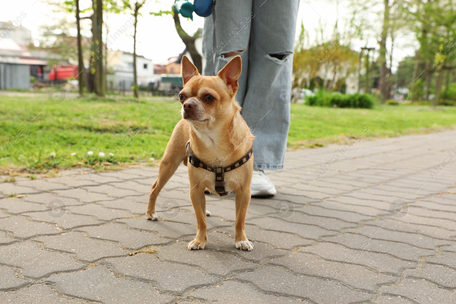 Photo of Owner walking with her chihuahua dog in park, closeup