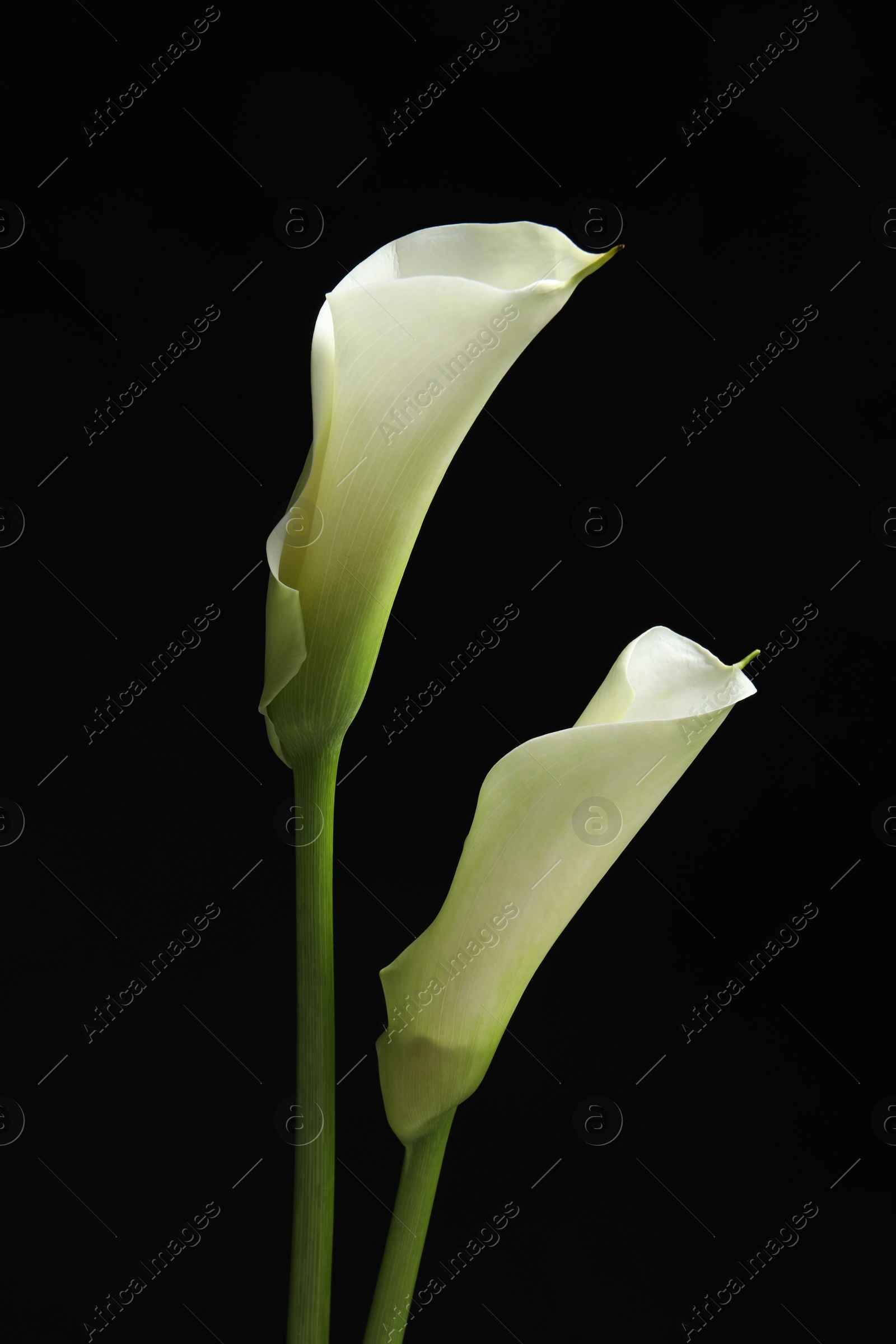 Photo of Beautiful calla lily flowers on black background