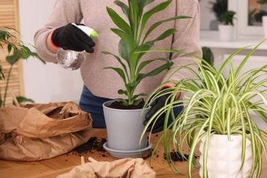 Woman spraying houseplants with water after transplanting at wooden table indoors, closeup