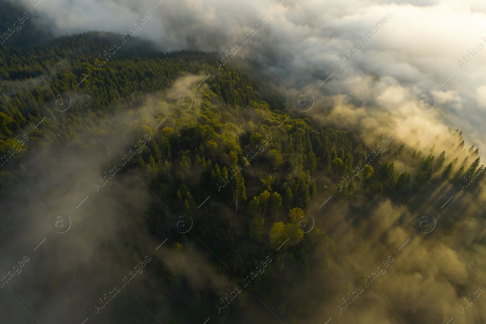 Image of Aerial view of beautiful forest with conifer trees on foggy morning