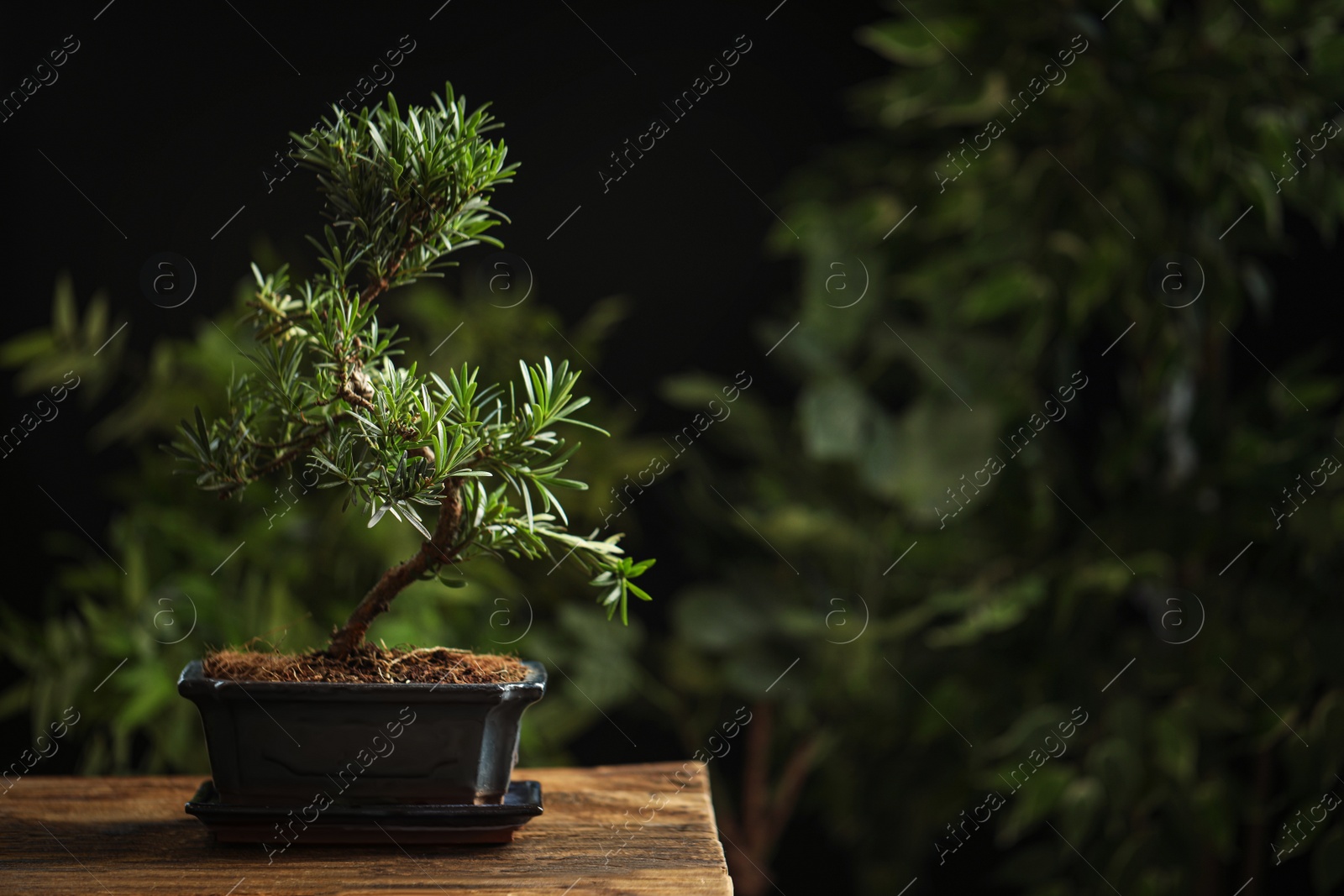 Photo of Japanese bonsai plant on wooden table, space for text. Creating zen atmosphere at home