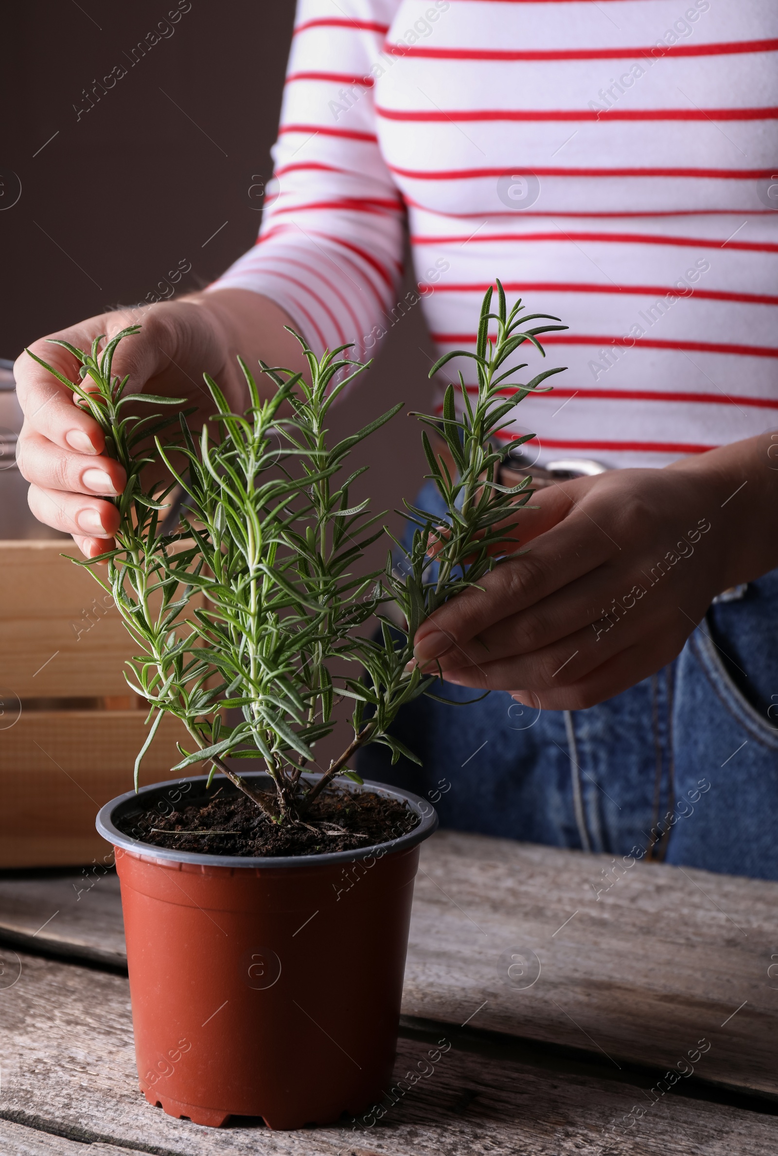 Photo of Woman taking care of potted rosemary plant at wooden table, closeup