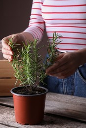 Woman taking care of potted rosemary plant at wooden table, closeup
