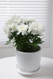 Photo of Beautiful chrysanthemum plant in flower pot on white table indoors