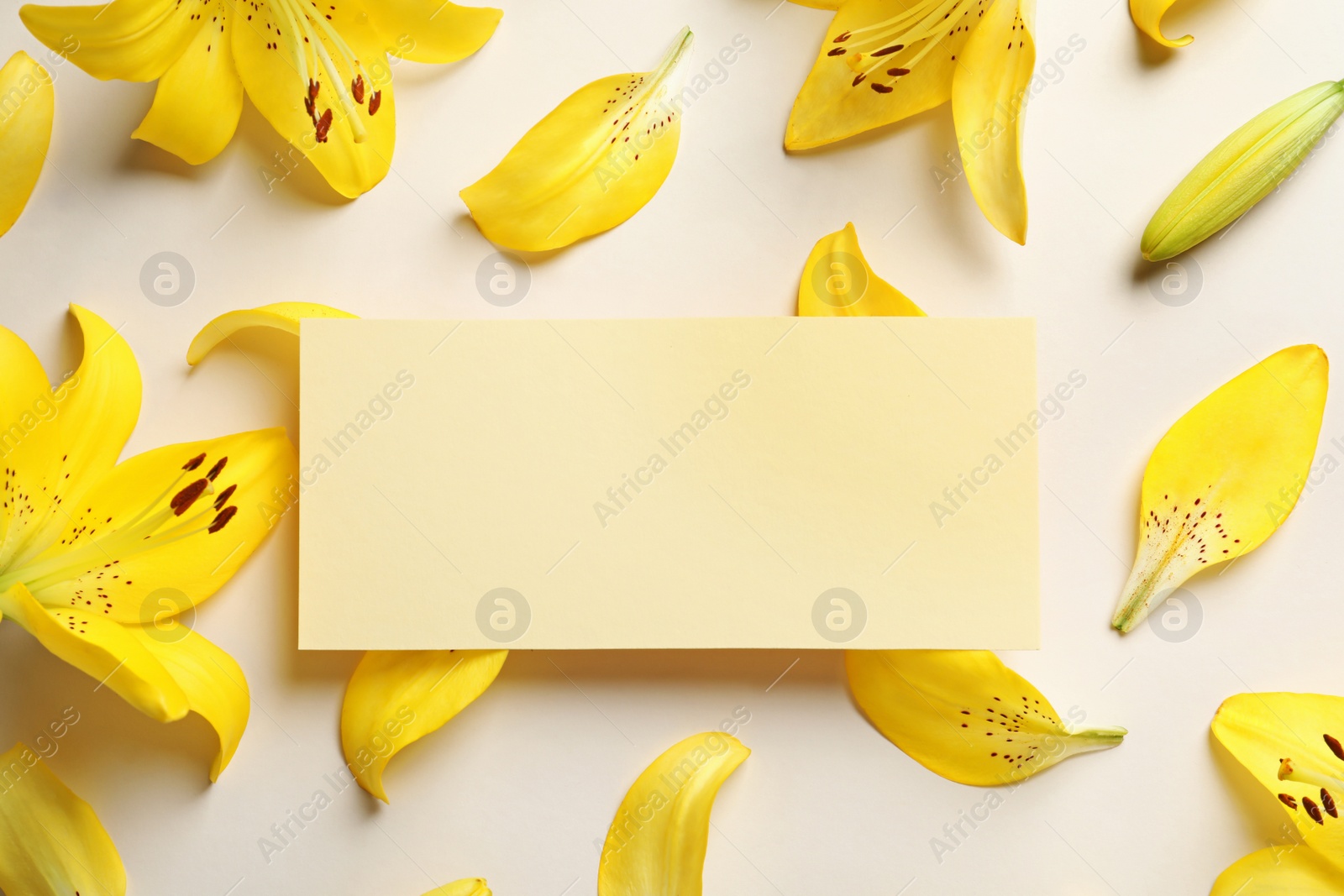 Photo of Flat lay composition with lily flowers and blank card on light background