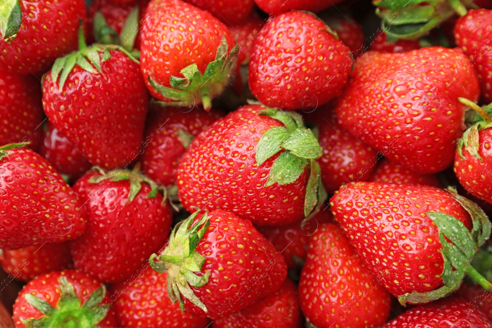 Photo of Many ripe red strawberries as background, closeup