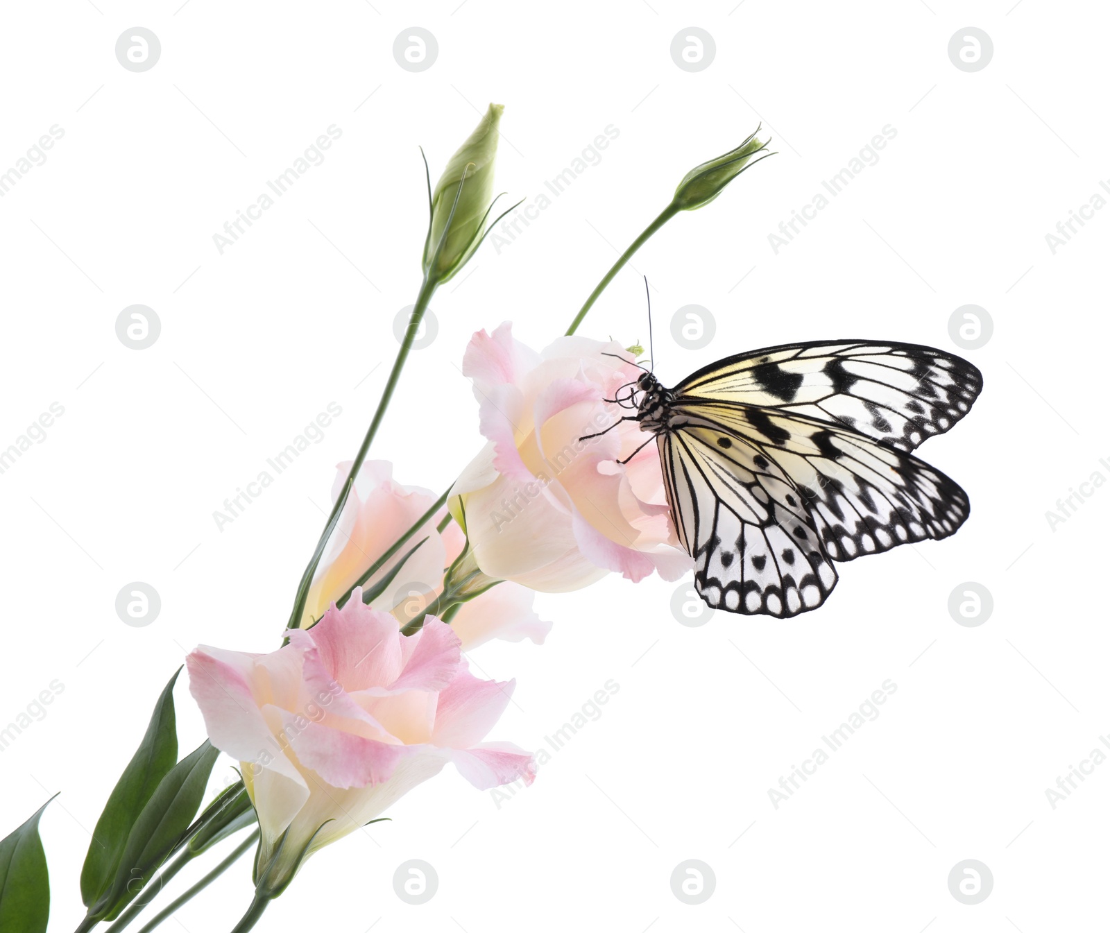 Photo of Beautiful rice paper butterfly sitting on eustoma flower against white background