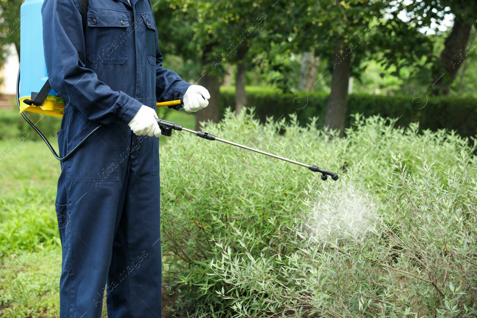 Photo of Worker spraying pesticide onto green bush outdoors, closeup. Pest control