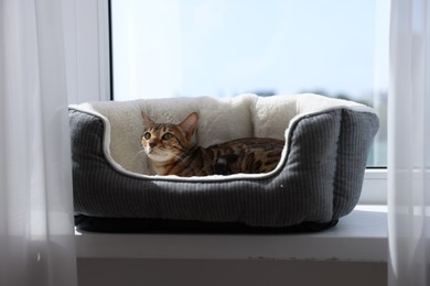 Photo of Cute Bengal cat lying on pet bed on windowsill at home