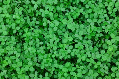 Photo of Beautiful green dutch clover as background, top view