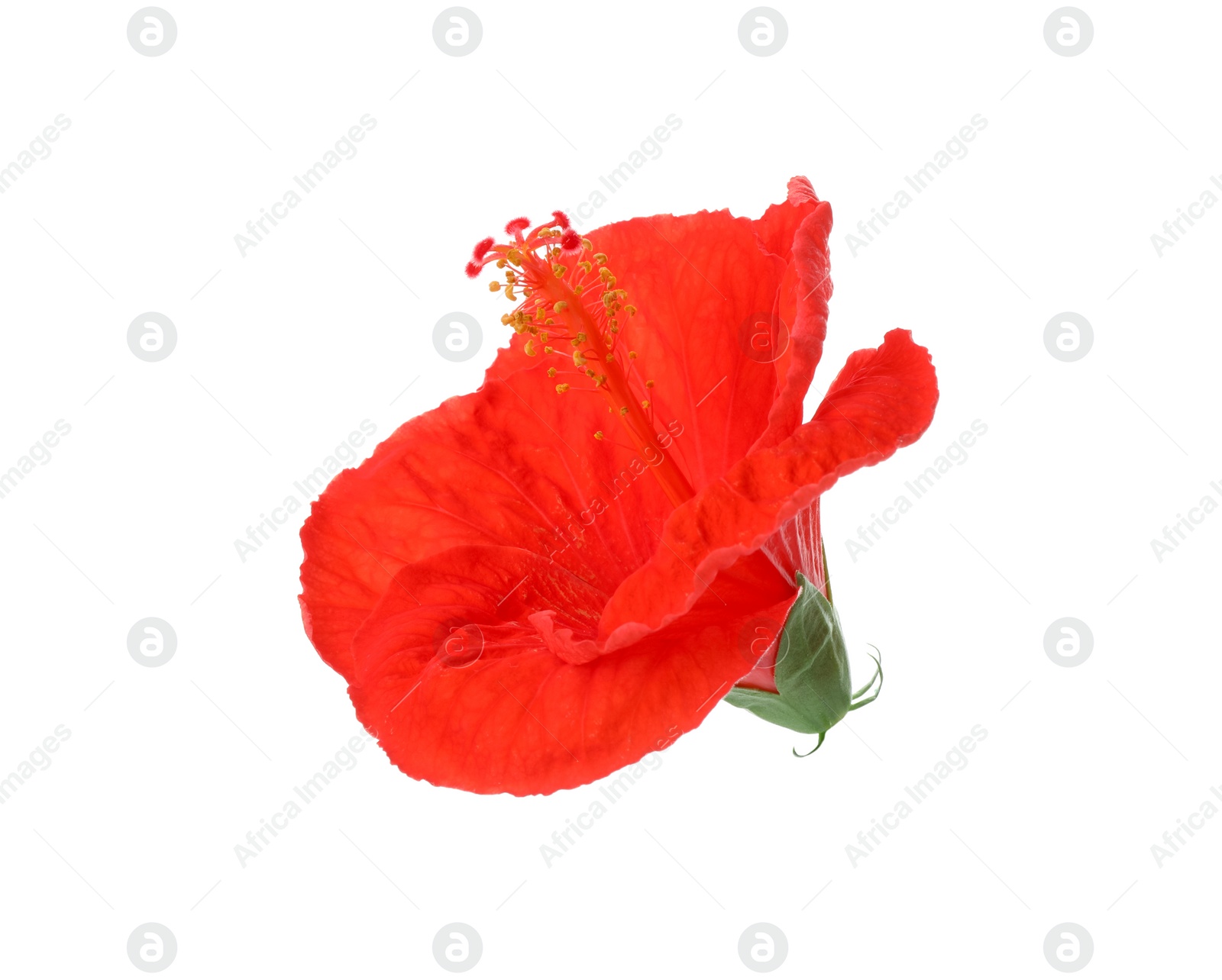 Photo of Beautiful red hibiscus flower isolated on white