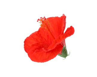 Beautiful red hibiscus flower isolated on white