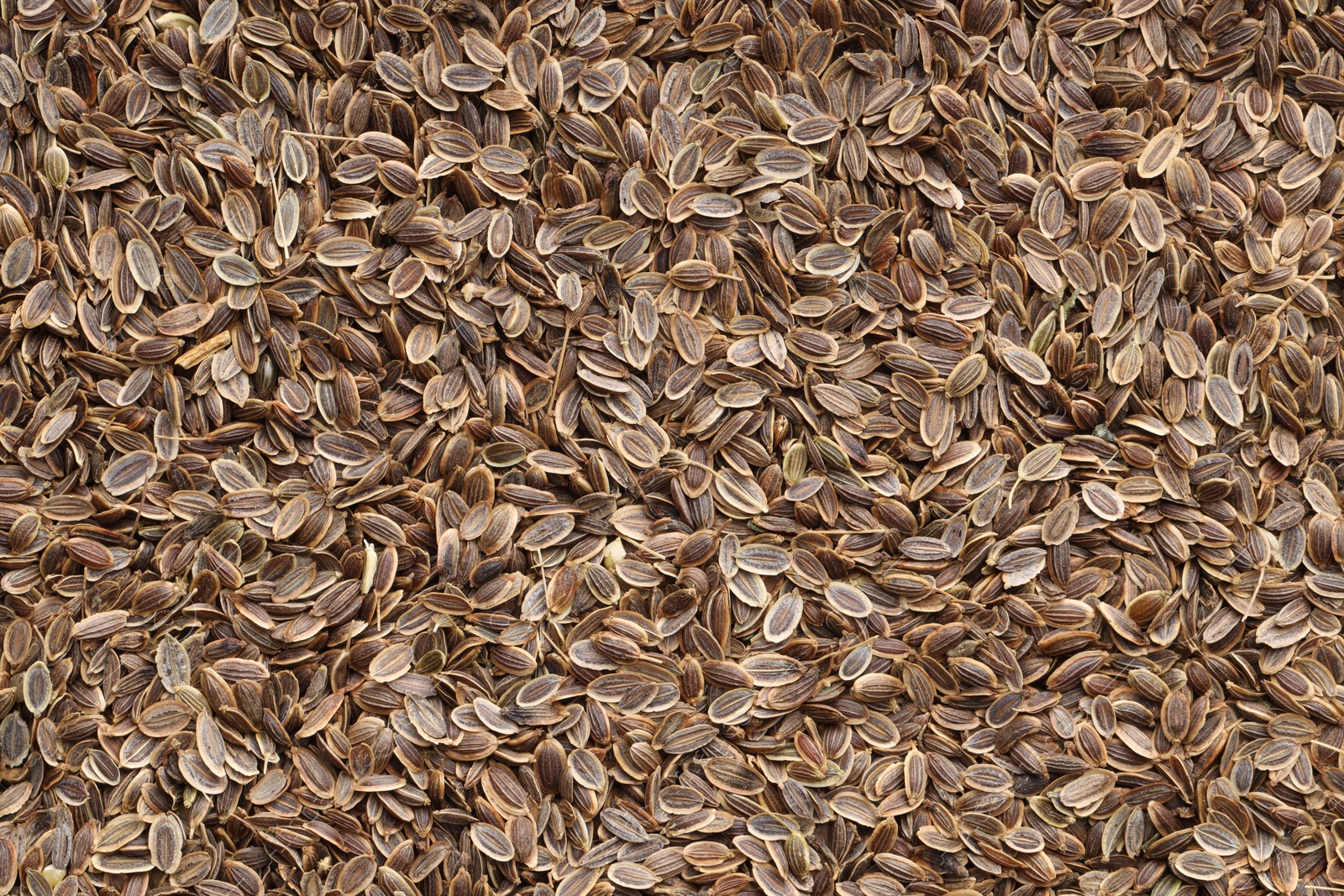 Photo of Many dry dill seeds as background, top view