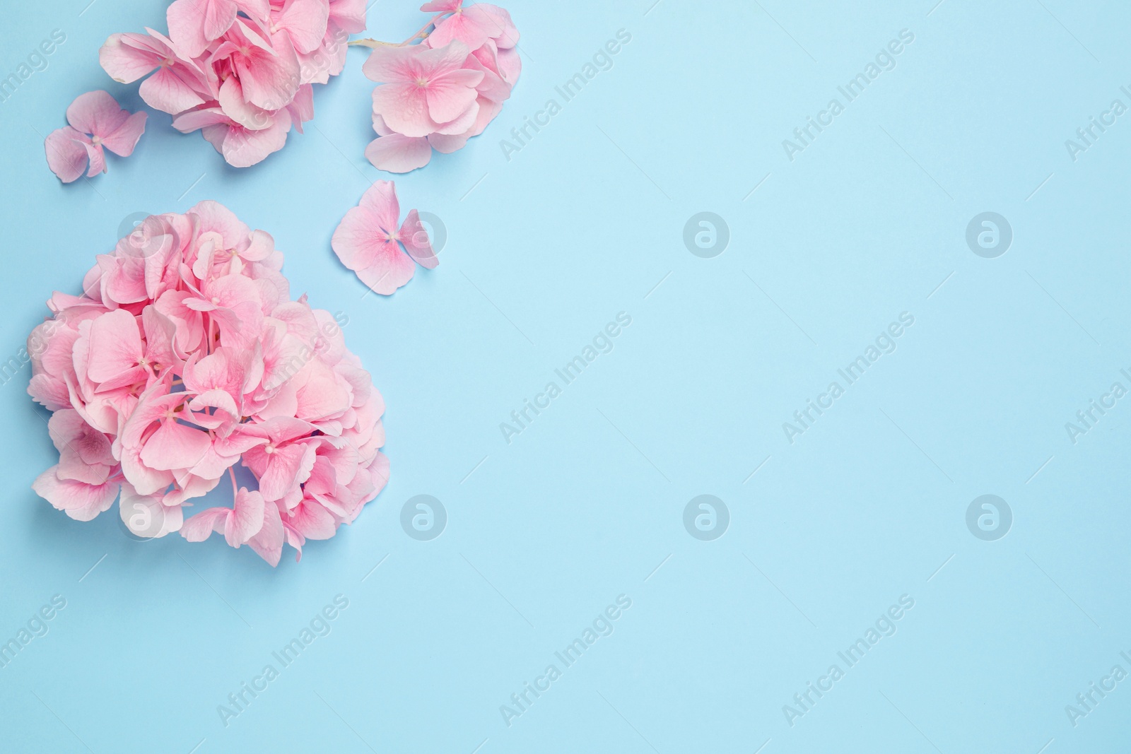 Photo of Beautiful hortensia  flowers on light blue background, flat lay. Space for text