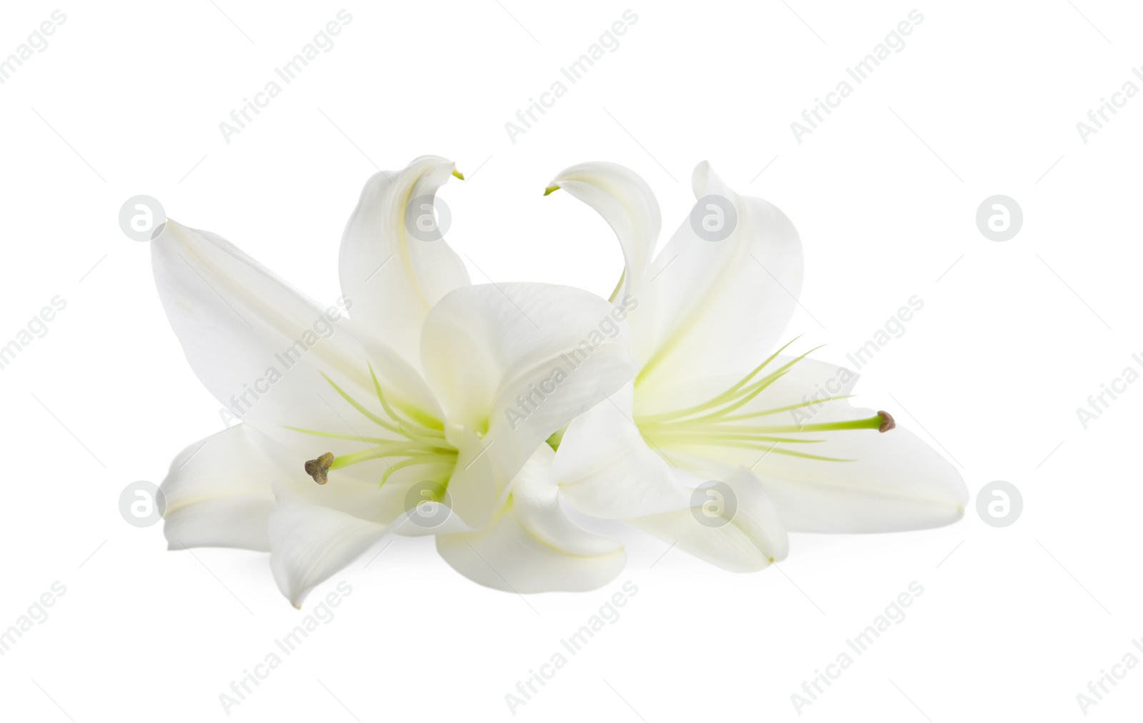 Photo of Beautiful fresh lily flowers isolated on white